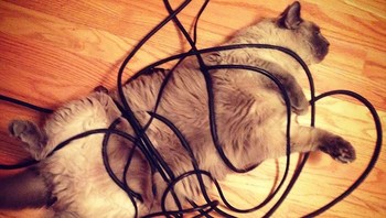 Kalau dulu terlilit gulungan benang, sekarang di lilitan kabel charger. (Foto: Boredpanda.com)