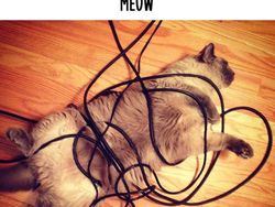 Dampak Kocak Teknologi: Kucing Jadul vs Kucing Zaman Now