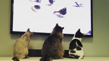 Dulu kalau kumpul bareng memandangi burung lewat jendela. Sekarang bisa via layar televisi. (Foto: Boredpanda.com)