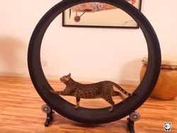 Dampak Kocak Teknologi: Kucing Jadul vs Kucing Zaman Now