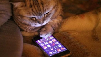 Main gulungan benang? Ah, sekarang oprek gadget. (Foto: Boredpanda.com)