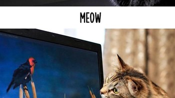 Cara si kucing penasaran mengamati burung pun sudah berubah, dari layar jendela ke layar laptop. (Foto: Boredpanda.com)