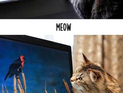 Dampak Kocak Teknologi: Kucing Jadul vs Kucing Zaman Now