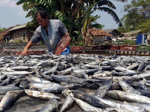Ramai Kasus Ikan Asin, Yuk Intip Pembuatannya di Sukabumi