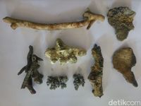 Di dasar laut, mereka menemukan koral jenis Acropora Cervicurnis, Acropora Elegantula, Acropoda Micropthalma, dan Montipora Danae (Luthfiana Awaluddin/detikcom)