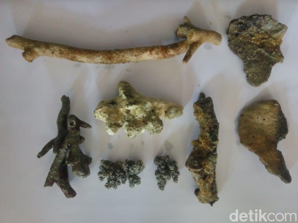 Beberapa sampel koral yang ditemukan antara lain Acropora Cervicurnis, Acropora Elegantula, Acropoda Micropthalma, dan Montipora Danae. (Luthfiana/detikcom) Beberapa sampel koral yang ditemukan antara lain Acropora Cervicurnis, Acropora Elegantula, Acropoda Micropthalma, dan Montipora Danae. (Luthfiana/detikcom)
