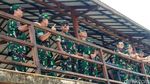 Melihat Latihan Perang TNI AL di Situbondo