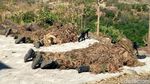 Melihat Latihan Perang TNI AL di Situbondo