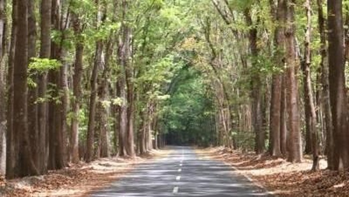 Taman Nasional Alas Purwo