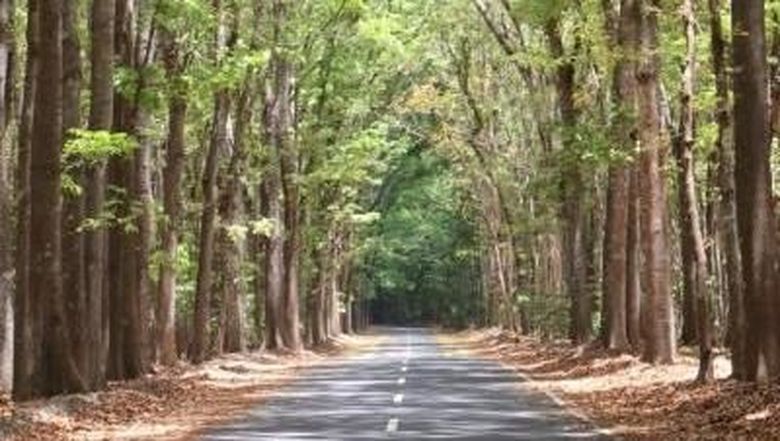 Taman Nasional Alas Purwo Taman Nasional Alas Purwo