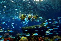 5 Hal Seru Rayakan Kemerdekaan di Resorts World Sentosa Singapore