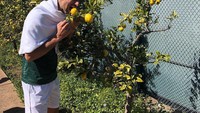 Di sekitar lapangan tempatnya berlatih, Djokovic menemukan pohon lemon yang berbuah lebat. Iseng, ia pun berpose sambil menggigit buah yang masih ada di pohonnya.  Foto: instagram @djokernole