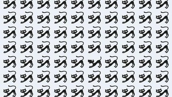 Temukan wajah anjing pada gambar ini. (Foto: Brightside)