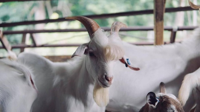 Ramos Si Kambing Tampan yang viral. Foto: Facebook Muhammad Livestock Farm Ramos Si Kambing Tampan yang viral. Foto: Facebook Muhammad Livestock Farm