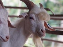Hewan-hewan yang Dijuluki Paling Ganteng di Dunia, Ada dari Boyolali