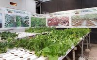 GreenHouse: Main ke Kebun Hidroponik Sambil Cicip Salad Racikan Sendiri