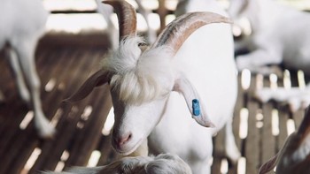 Ramos merupakan kambing jenis Saanen. Saat itu, ia berusia 11 bulan dan menjadi salah satu penghuni peternakan di wilayah Kuala Kangsar, Malaysia. Foto: Facebook Muhammad Livestock Farm