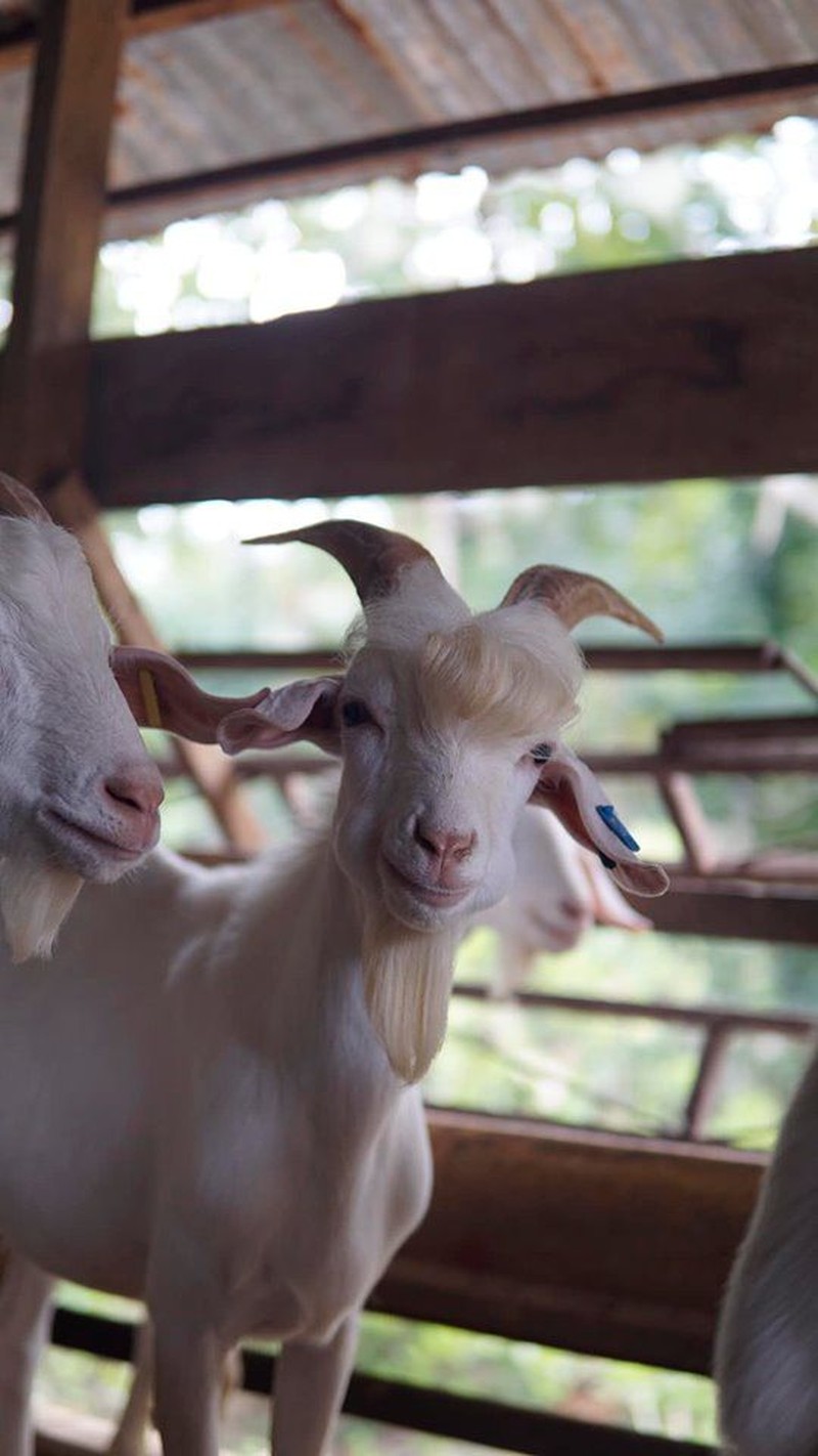 Kambing Tampan Ramos