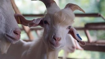 Pada 2019 silam, kambing asal Malaysia menjadi viral setelah foto-fotonya disebar ke Facebook oleh pemiliknya. Kambing bernama Ramos ini disebut sebagai kambing tampan. Foto: Facebook Muhammad Livestock Farm