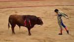Aksi Matador Bertarung Melawan Banteng di Festival San Fermin