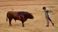 Penampilan para matador unjuk kemampuan menundukkan banteng ini jadi salah satu aksi yang dinanti oleh masyarakat dalam Festival San Fermin. Alvaro Barrientos/AP Photo.