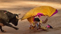 Aksi menundukkan banteng tersebut tak dapat dibilang mudah. Tak jarang para matador turut terluka saat bertarung melawan banteng tersebut. Alvaro Barrientos/AP Photo.
