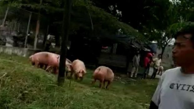 Truk Angkut Babi Terbalik di Kawasan Industri Medan, Pengguna Jalan Heboh