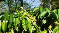 Lahan kopi di MesaStila 90 persen berjenis robusta. Panennya hanya setahun sekali (Ahmad Masaul Khoiri/detikcom)