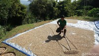 Biji kopi sedang dijemur selama 10 hari dari biji kopi basah (Ahmad Masaul Khoiri/detikcom)