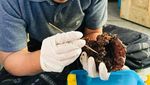Foto: Dapat Cuan dari Lebah Hama di Magelang