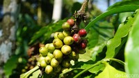 Ada eduwisata unik di pinggiran Kabupaten Magelang, yakni agrowisata Coffee Plantation Tour di Resor MesaStila (Ahmad Masaul Khoiri/detikcom)