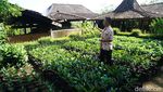 Foto: Berburu Biji Kopi Pilihan di Pinggiran Magelang