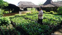 Satu pohon kopi bisa menghasilkan 10 kilogram biji. Kini ada program peremajaan pohon kopi yang sudah tak terlalu bagus produksinya (Ahmad Masaul Khoiri/detikcom)