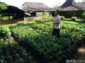 Tur ke Kebun Kopi Magelang Ini Suguhannya Bukan Minum Tapi Makan Biji