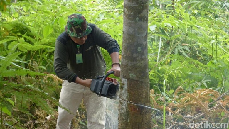 3.000 Pohon Karet Ilegal di Lahan TN Gunung Leuser Ditebang