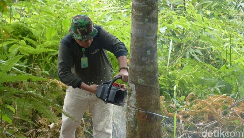 3.000 Pohon Karet Ilegal di Lahan TN Gunung Leuser Ditebang 3.000 Pohon Karet Ilegal di Lahan TN Gunung Leuser Ditebang