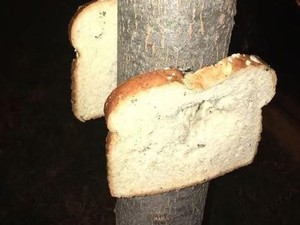 Tren Baru yang Aneh di Inggris, Staples Roti ke Pohon