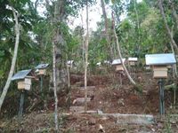 Sarang-sarang lebah lanceng di Kabupaten Magelang (Gubug Lanceng/Facebook)