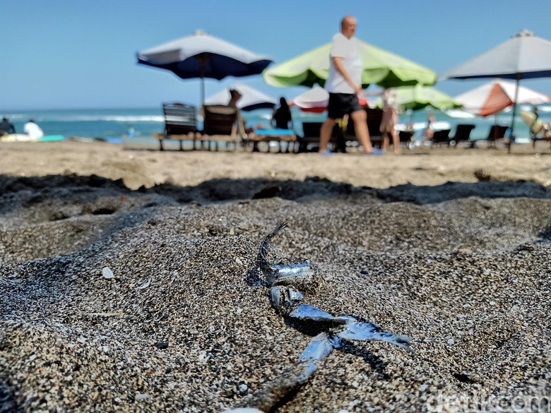 Ikan Mengambang Di Pantai Batu Bolong Dikaitkan Gempa Bali