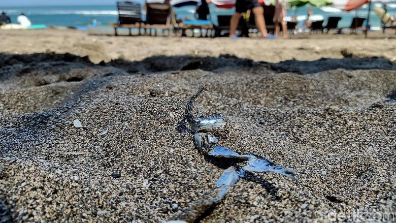 Heboh Ikan-ikan Mengambang di Pantai Canggu Semalam Sebelum Gempa Bali Heboh Ikan-ikan Mengambang di Pantai Canggu Semalam Sebelum Gempa Bali
