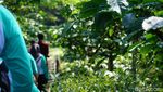Foto: Berburu Biji Kopi Pilihan di Pinggiran Magelang