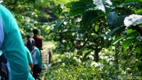 Dalam paket menginap, ada Coffee Plantation Tour yang dapat diikuti secara gratis. Tur ini selama 45-60 menit mengelilingi kebun kopi milik Resor MesaStila (Ahmad Masaul Khoiri/detikcom)