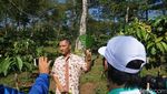 Foto: Berburu Biji Kopi Pilihan di Pinggiran Magelang