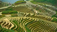 Sawah bertingkat Longji Pingan milik Tiongkok yang bertingkat berkelok-kelok ini pertama kali diolah masa dinasti Yuan. Sawah yang menyerupai punggung serta sisik naga dan terlihat menakjubkan. Clipworks/Moment/Getty Images.