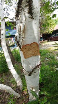 Rekatkan Roti dengan Stapler ke Pohon Jadi Tren Baru di Inggris