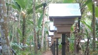 Dulu, sebelum dikembangbiakkan, lebah lanceng ini merusak kayu atap rumah (Gubug Lanceng/Facebook)