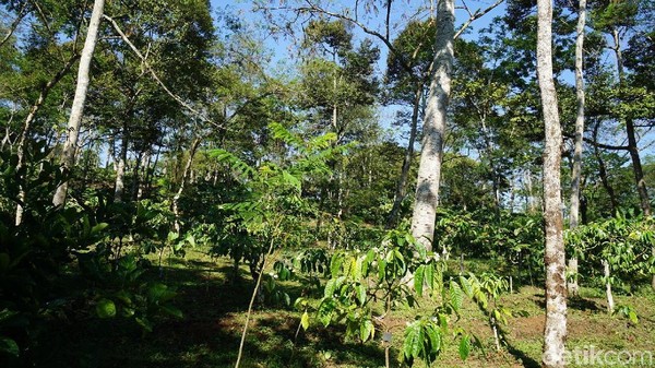 Untuk diketahui, area Resor MesaStila ada di ketinggian 687 mdpl. Ada sebanyak 30-35 ribu pohon kopi di sana dan ada yang berumur 70 tahun (Ahmad Masaul Khoiri/detikcom)