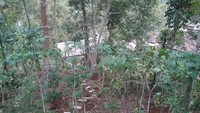 Di lokasi eduwisata, belajar mengenai lebah stingless bee atau lanceng ada di Desa Kebonrejo, Candimulyo, Kabupaten Magelang (Gubug Lanceng/Facebook)