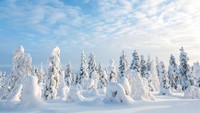 Taman Nasional Riisitunturi milik Finlandia memiliki luas 77 km persegi dengan keunikan pohon-pohon yang diselimuti partikel-partikel salju. Denita Delimont/Getty Images.