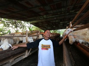 ACT Kelola Hewan Kurban Terbaik, Dimandikan hingga Diberi Makan Pilihan